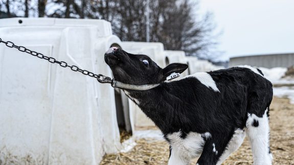 Canadian Dairy Farmers Tear Mothers & Babies Apart