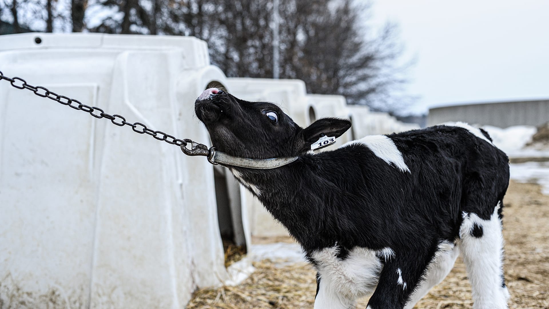 Photo shows calf in hutch in Canadian dairy farm.