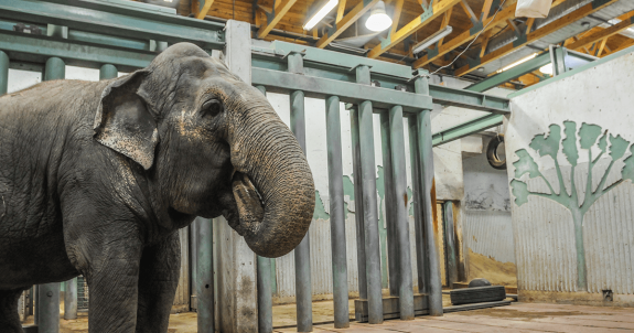 Animal Justice Calls for Investigation Over False Claims in Edmonton Valley Zoo’s Funding Request