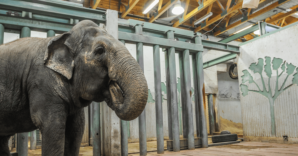 Image shows Lucy the elephant at the Edmonton Valley Zoo.