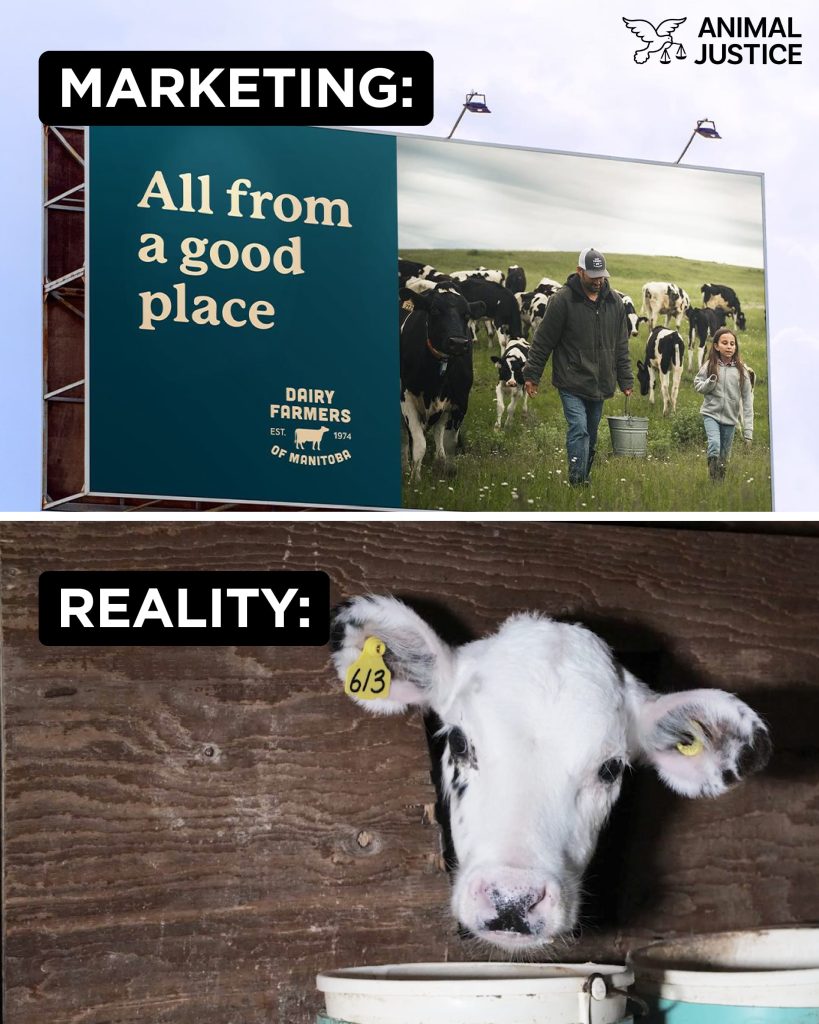 Canadian Dairy Farmers Tear Mothers & Babies Apart - Animal Justice