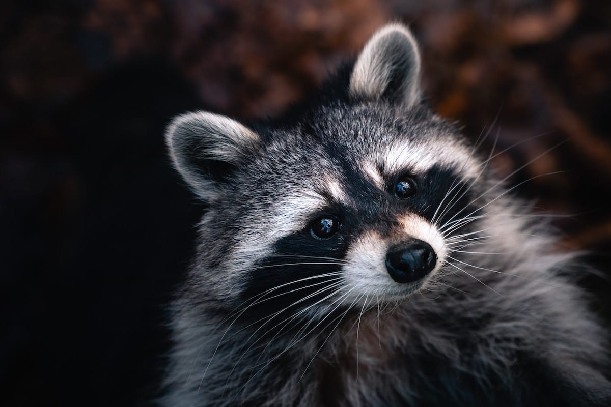 Image shows raccoon.