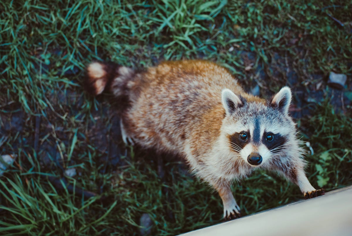 Image shows raccoon.