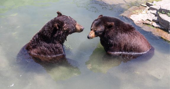 Marineland Charged with Animal Cruelty Over Treatment of Bears