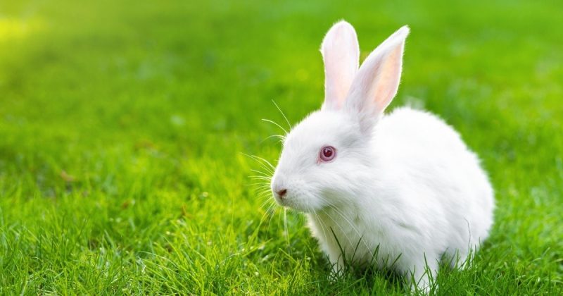 Victory! Canada Passes Historic Bill to End Toxicity Tests on Animals ...