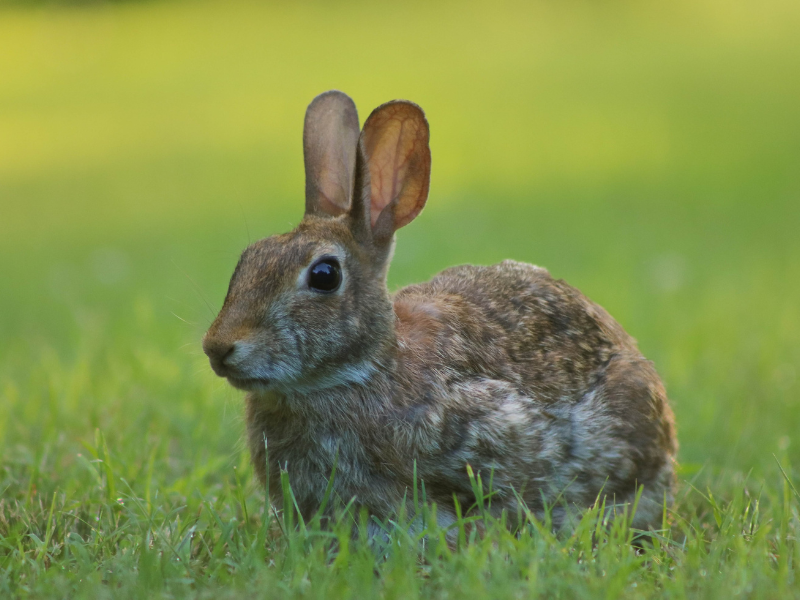 Bunny enjoying life