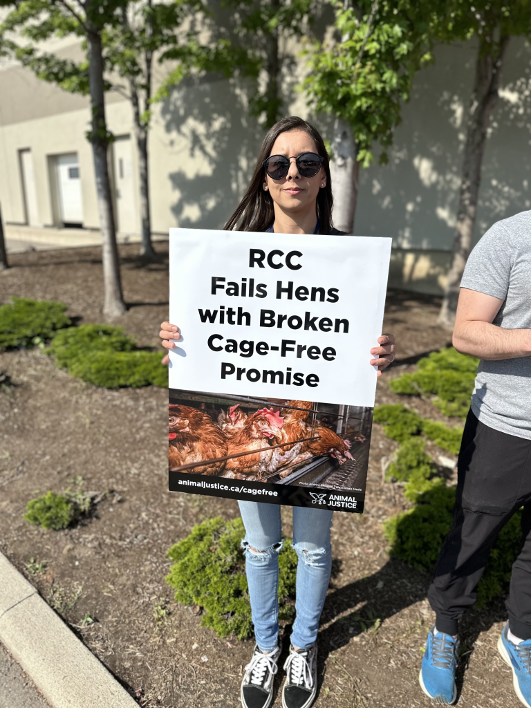 Animal Justice team member standing in front of the RCC Gala entrance asking Loblaws to honour their commitment of going cage-free by 2025.