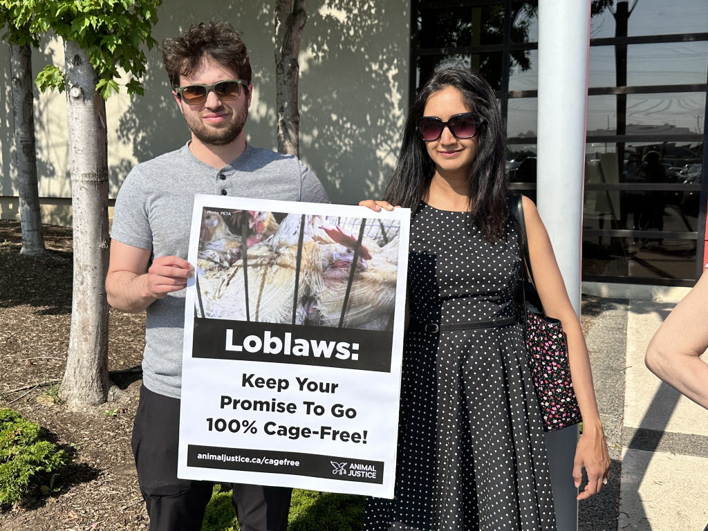 Animal Justice team asking Loblaws to keep their promise of going cage-free.