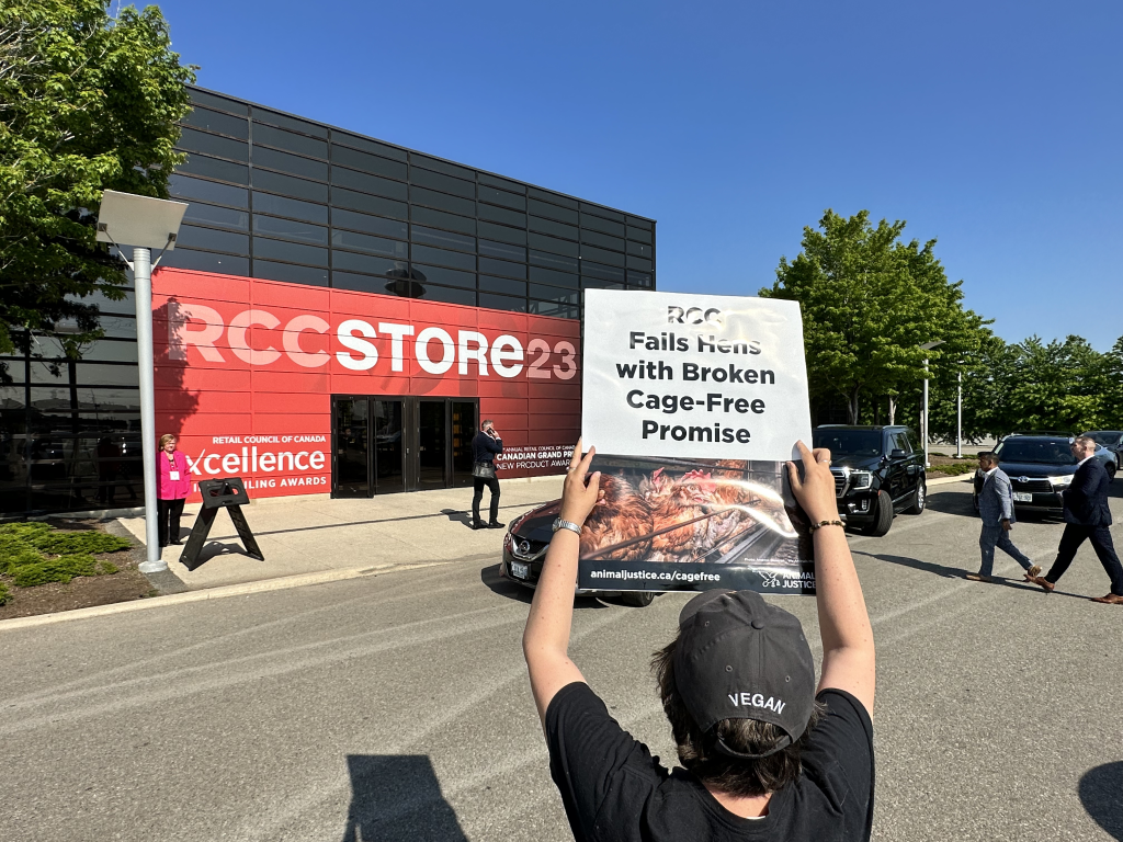 Animal Justice supporter confronting RCC to go cage-free by 2025.