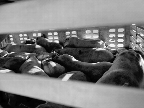 Government Records Show U.S. Turned Away Canadian Pig Truck Due to Overcrowding & Death