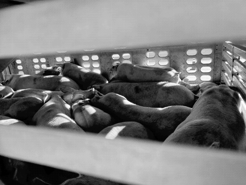 Livestock transport truck carrying pigs in summer.