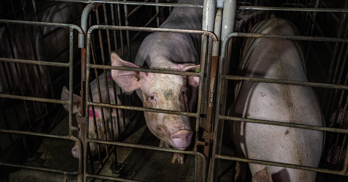 Pigs crammed in factory farms.