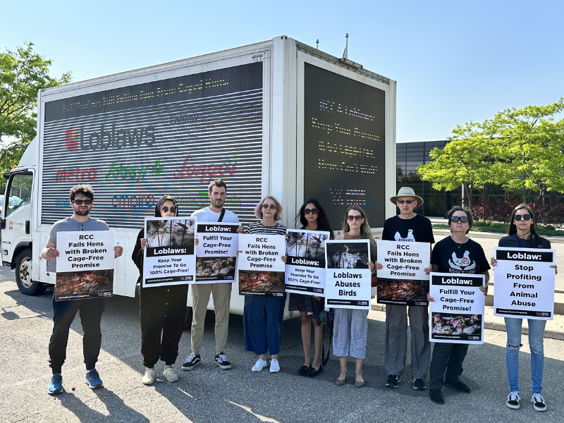Animal Justice and its supporters standing in front of truck billboard protesting RCC and Loblaws to go cage-free.