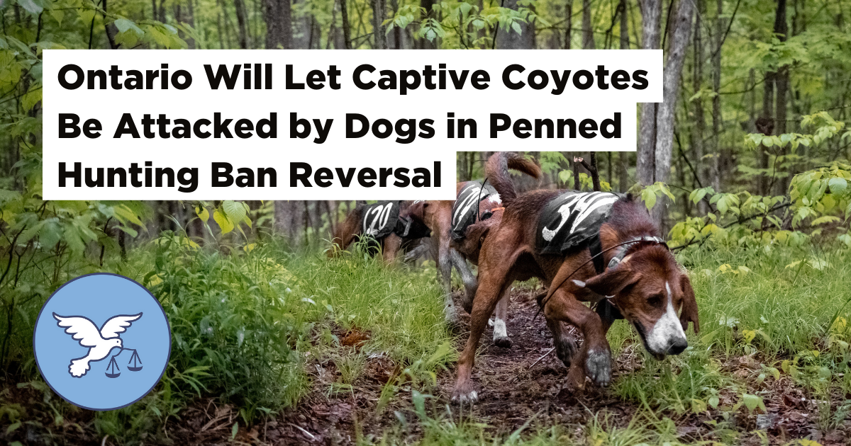 Ontario Will Let Captive Coyotes Be Attacked by Dogs in Penned Dog ...