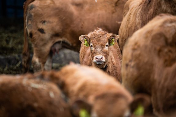 Animal Justice to Agriculture Committee: We Want the Government to Consider Environmental Impacts of Animal Agriculture