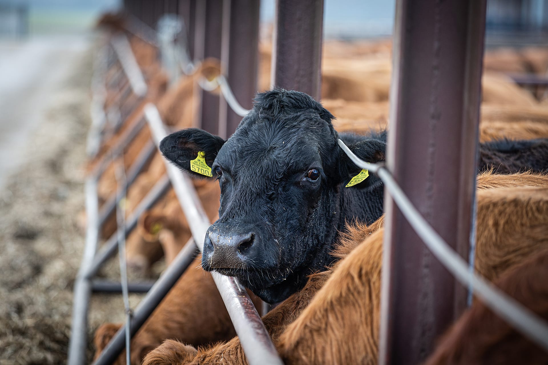 Image shows cows in beef farm feedlot.