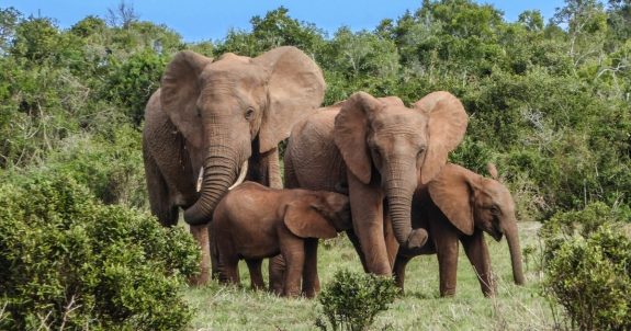 Success! Canada Moves to Ban Elephant Ivory Sales