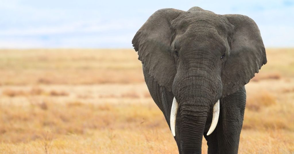 Image shows wild elephant with tusks.