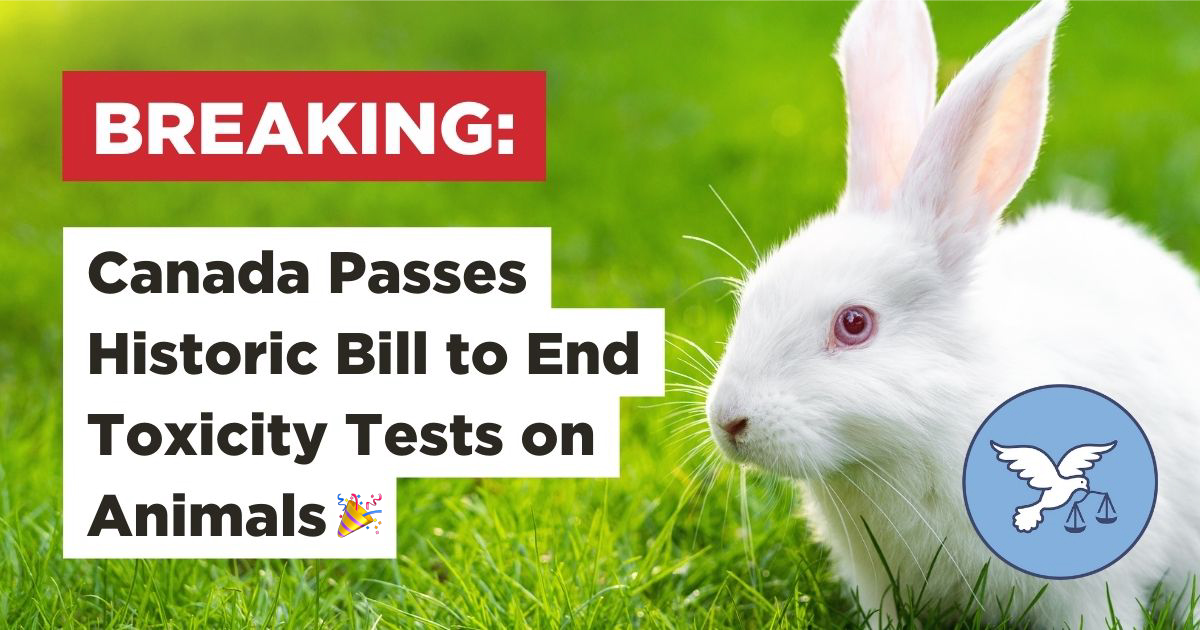 Victory Canada Passes Historic Bill To End Toxicity Tests On Animals   Canada Passes Bill To End Toxicity Testing On Animals 1 