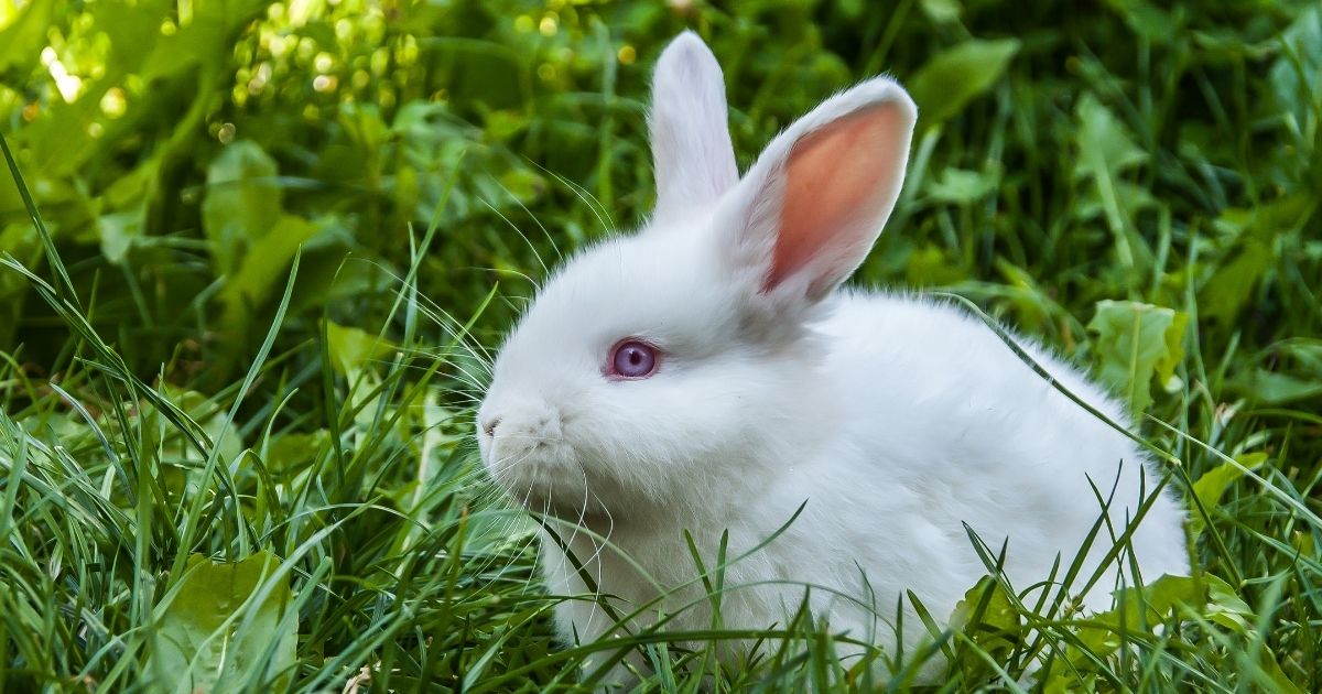Image shows white rabbit in grass.