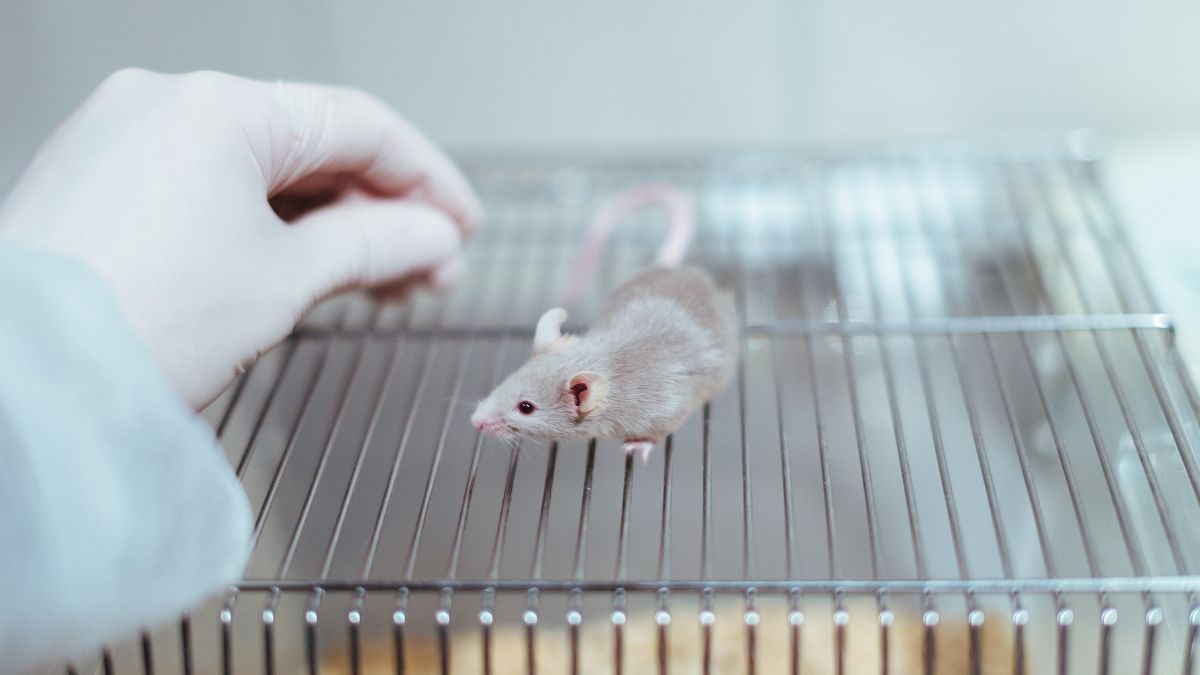 Image shows mouse in lab.