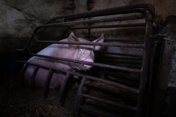 Tell Industry: Stop Killing Piglets & Caging Mother Pigs