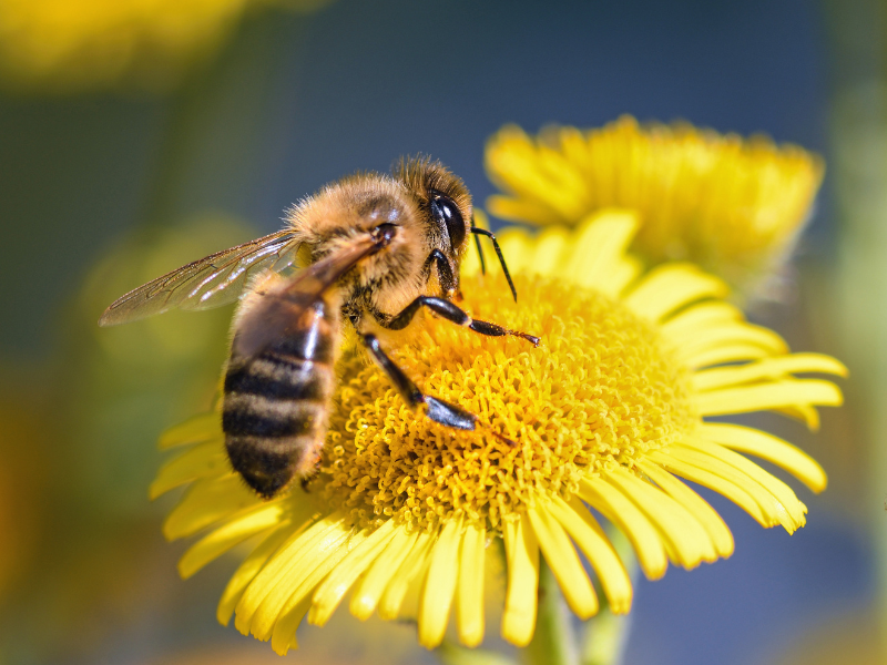 Bee Pollinating A Flower