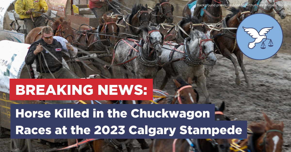Horse Killed at 2023 Calgary Stampede After Falling in Chuckwagon Races