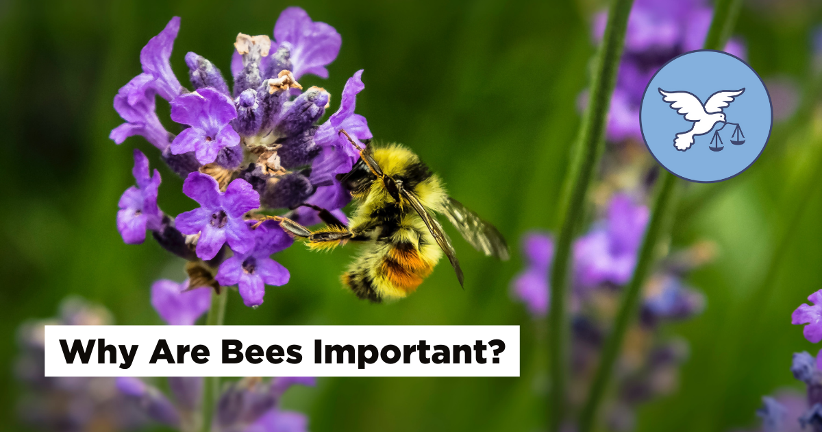 Why are Bees Important?