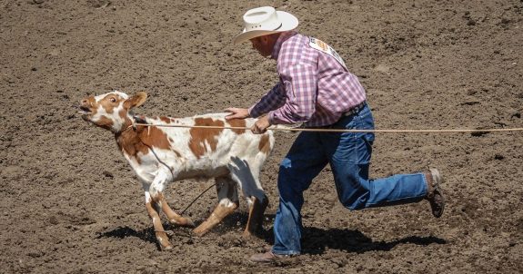 Calgary Stampede Rodeo: Cruelty Dressed Up As Entertainment