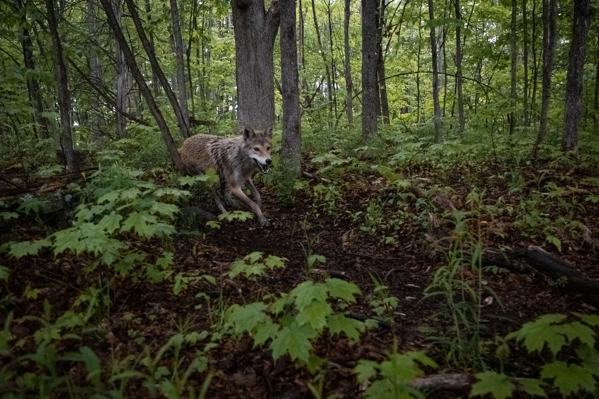 Image shows hound hunting captive coyote in Ontario penned dog hunt.