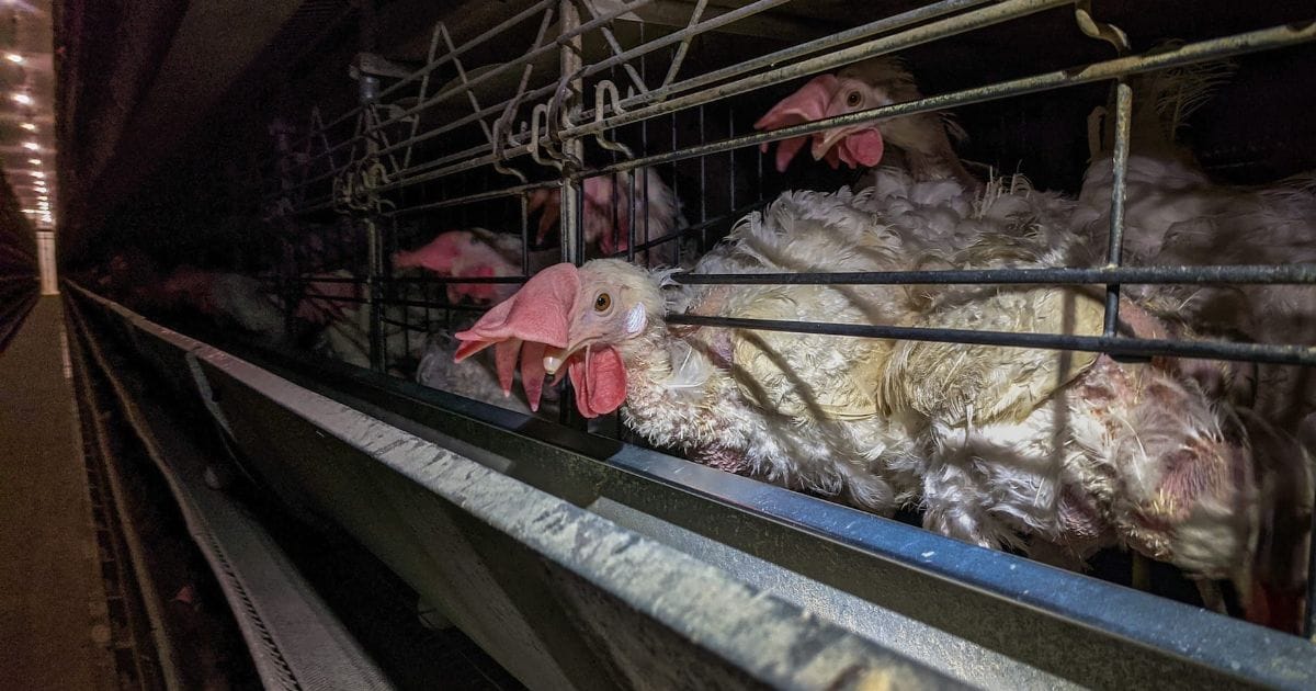 Image shows chicken in battery cage in Quebec, Canada farm.