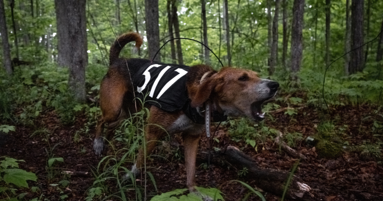New Hidden-Camera Footage: Undercover at a Dog Hunting Pen