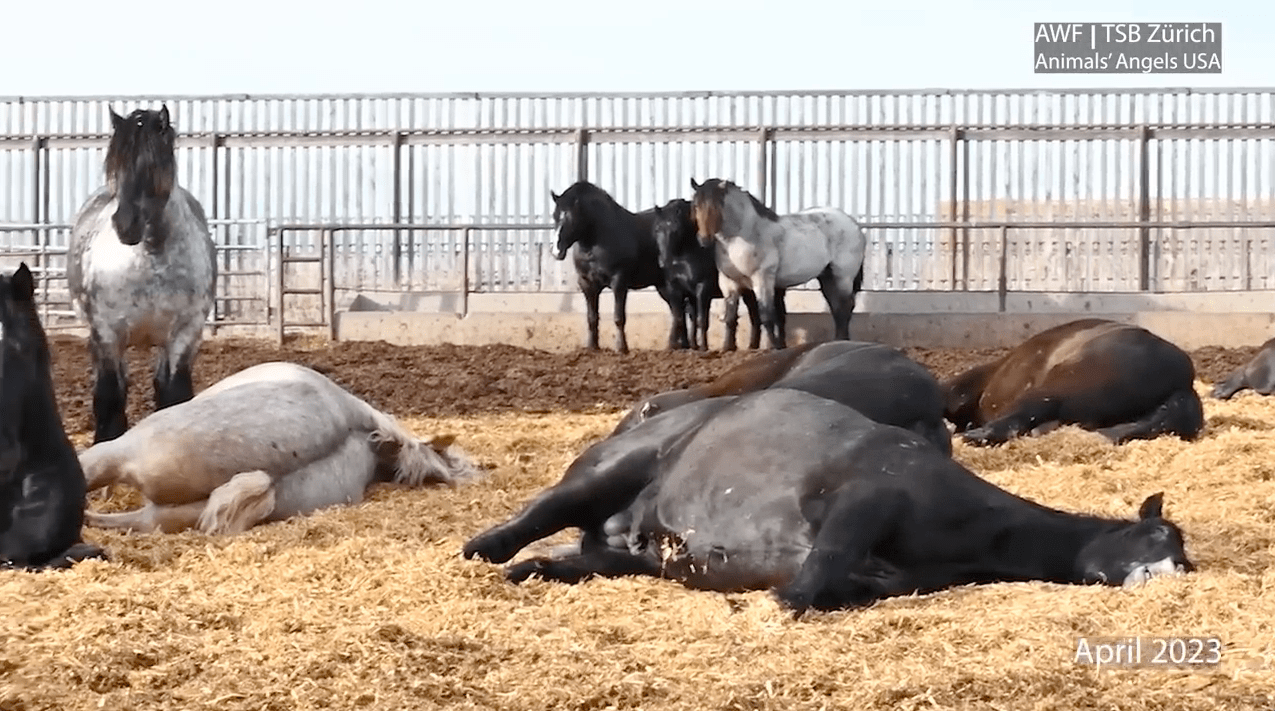 Image shows suffering horses and Bouvry Exports Prime Feedlots.