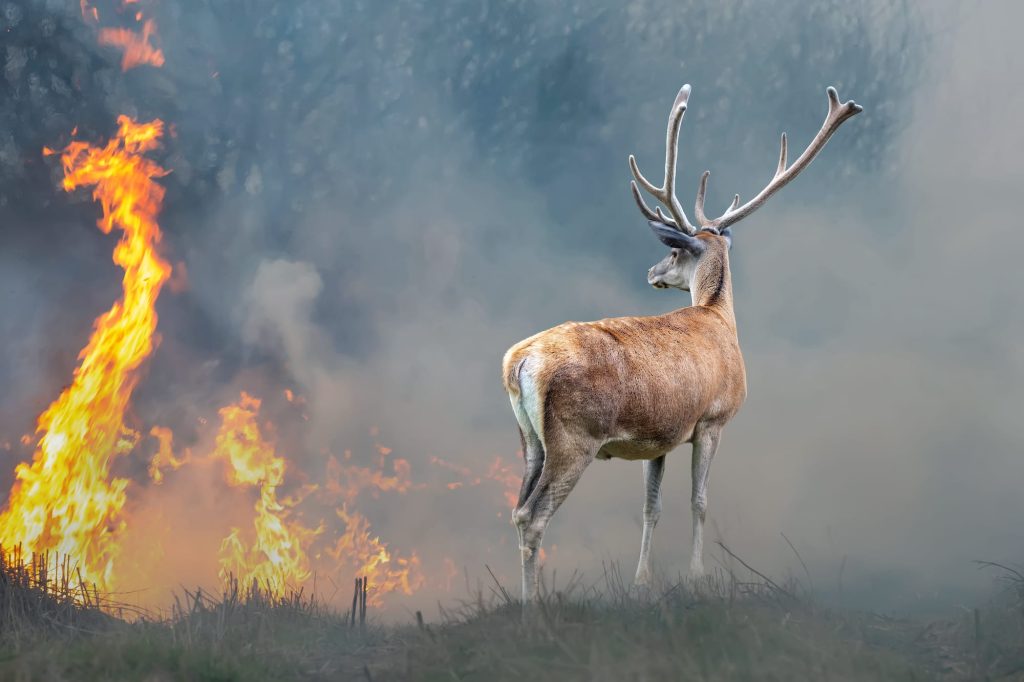 Deer looks at wildfire.