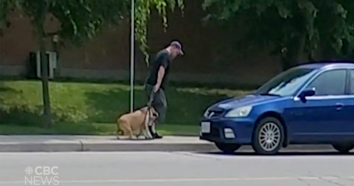 Image shows many dragging dog in Dundas, Ontario.