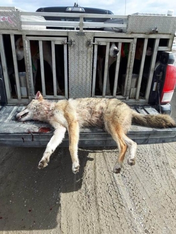 Image shows coyote who died in penned dog hunt.