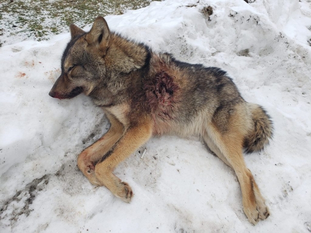 Coyote dead from penned hunt in Ontario