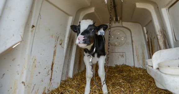 Veal Industry: Newborn Calves Suffer For Meat
