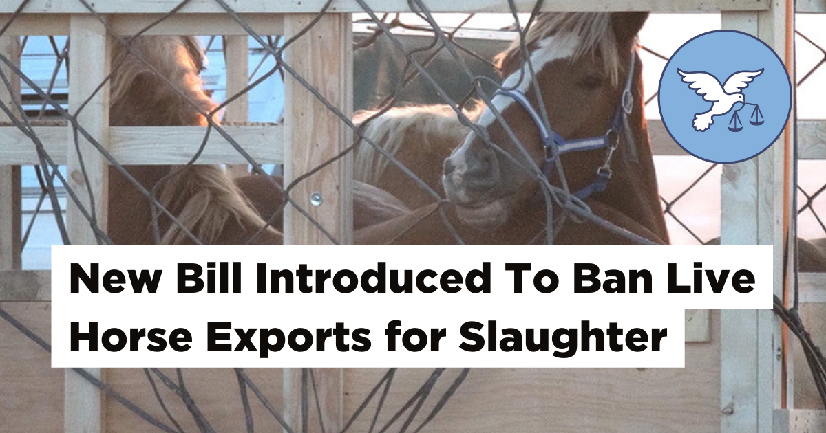 MP Tim Louis Introduces Bill to Ban Live Horse Exports by Air for