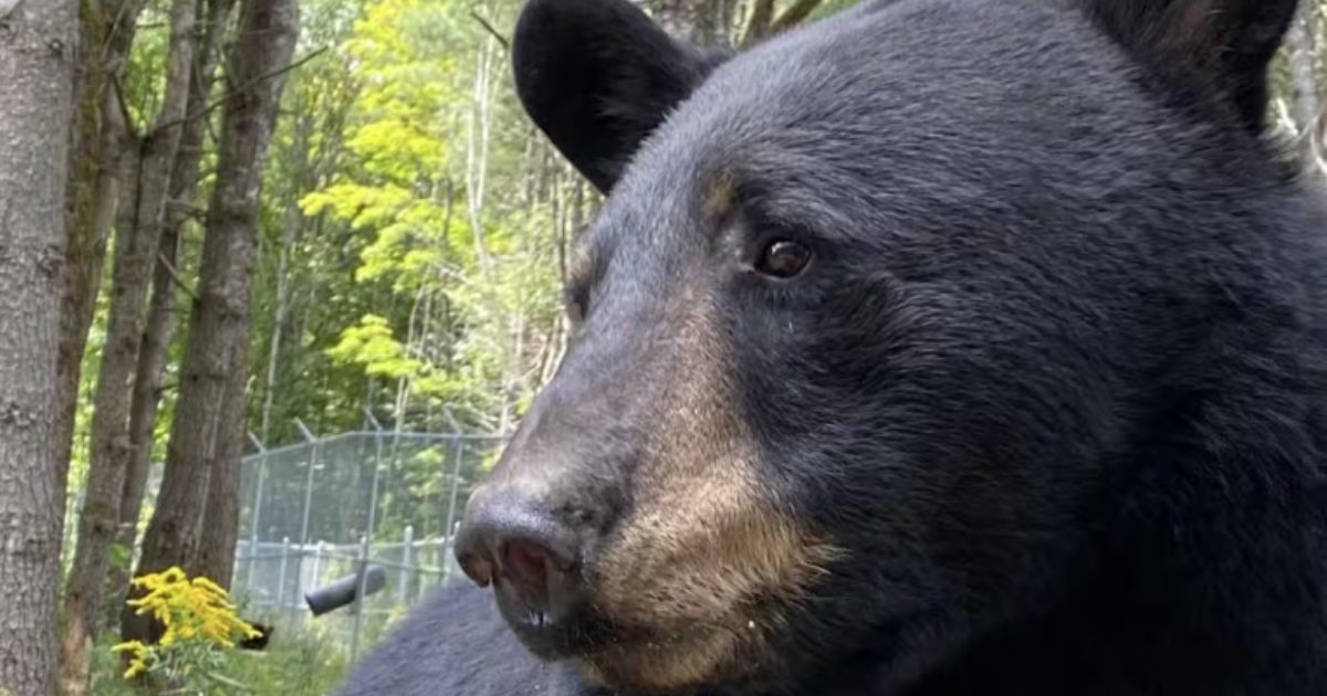 Marineland Bears in Aspen Valley Wildlife Sanctuary
