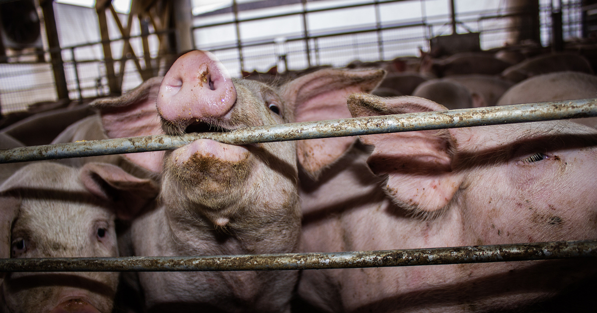 Agriculture Committee Divided, But Ag Gag Bill Passes