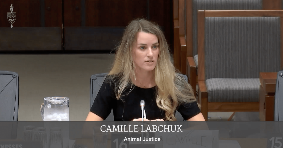Image shows Animal Justice executive director Camille Labchuk testifying to stop federal ag gag law Bill C-275.