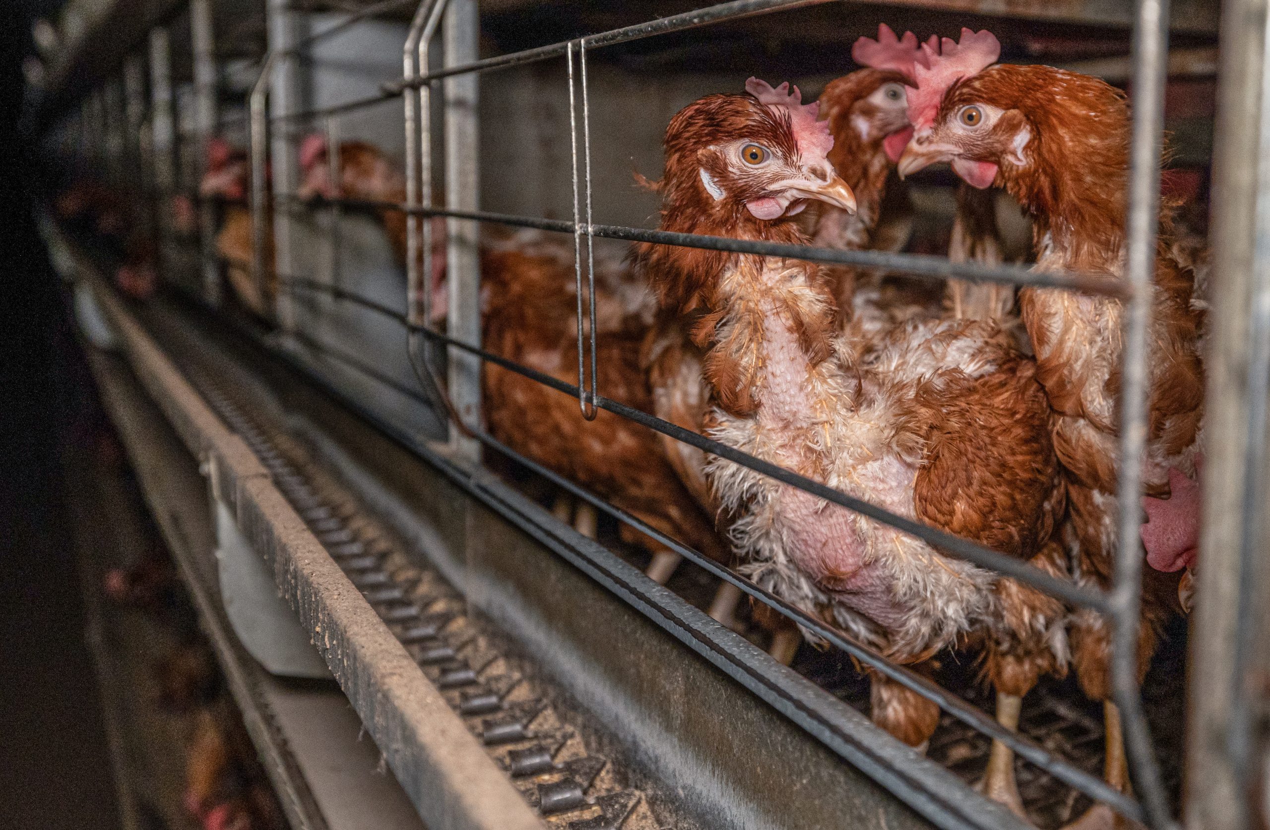 Hens in battery cages