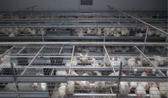 Hens in enriched battery cages.