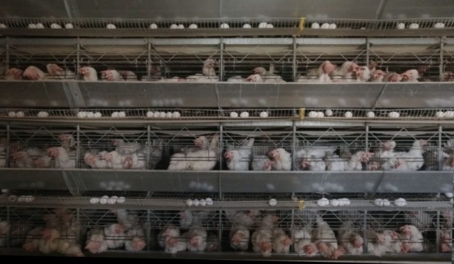 Hens in battery cages.