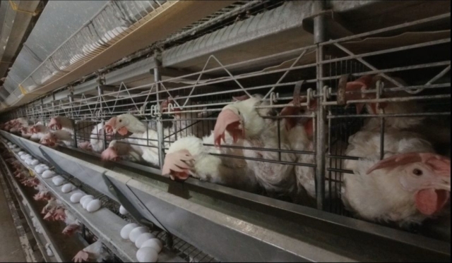 Hens in battery cages.