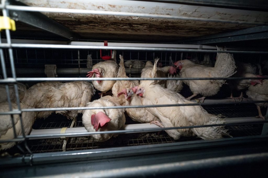 Hens in enriched cage.