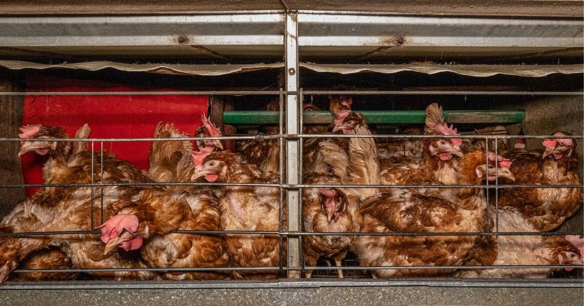 Hens in cages.