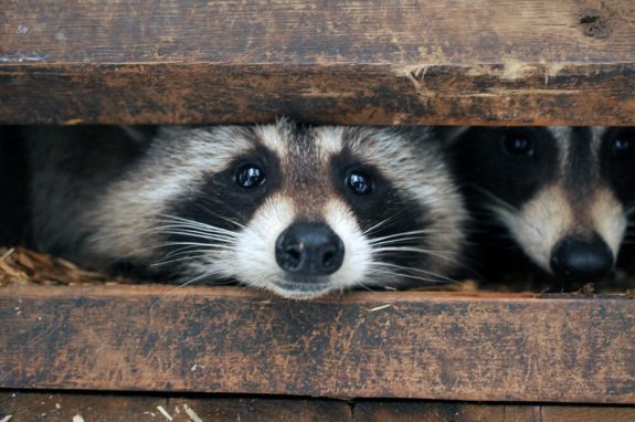 Authorities Seize Nearly 100 Raccoons from Ontario Wildlife Sanctuary
